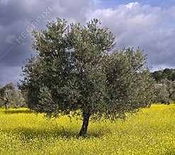 Olive grove