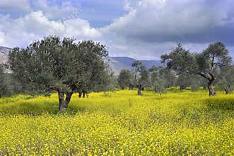 Olive grove