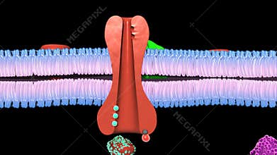Active Transport Human Cell