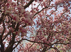 Magnolia Tree