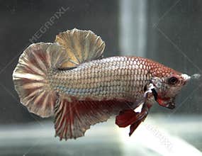 Siamese Betta Splendens