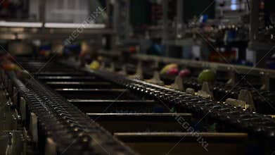 Mango fruit in line of industrial packaging