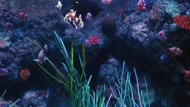Little Fish swimming aquarium