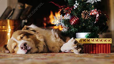 Dog napping near a Christmas tree with a gift. burning fireplace in the background. Concept: warmth and happy Christmas