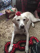 A retriver dog celebrating Christmass