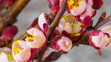 White Cherry Tree Flowers.