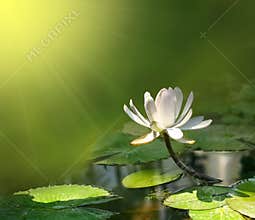 Lily flower on a green background