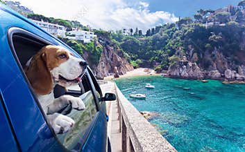 Cute dog travels in car to the sea