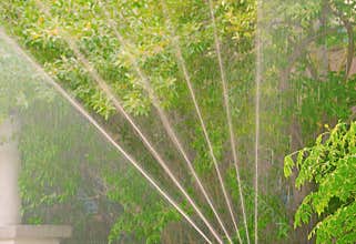 Automatic watering vegetation