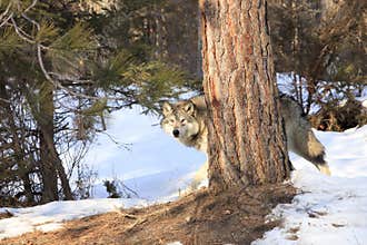 Big male timber wolf behind tree