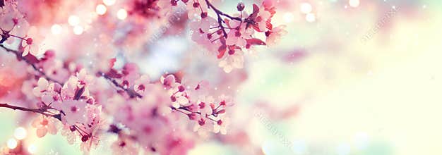 Spring border or background art with pink blossom