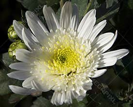 Autumn flowers