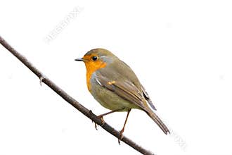 Robin sitting on a branch on white isolated background