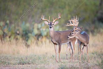 Three bucks looking for doe