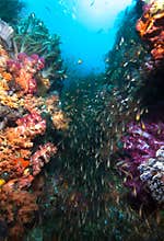 Marine life.