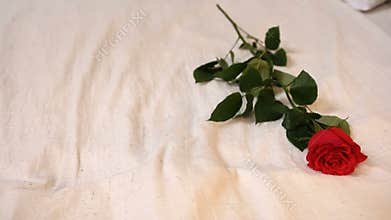 Single rose on the bed