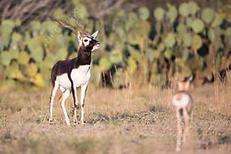 Blackbuck at full alert