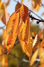 Cherry tree fall foliage
