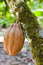 Cocoa bean