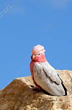 Australian Galah bird with pink head and plume