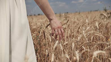 Close-up of woman`s hand walking through wheat field, dolly shot. Slow motion 100 fps. Good harvest concept.