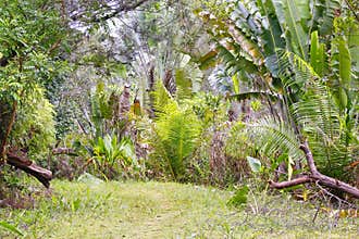 Ranamafana rainforest - Madagascar