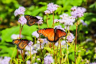 Monarch Butterflies on Purple Flowers