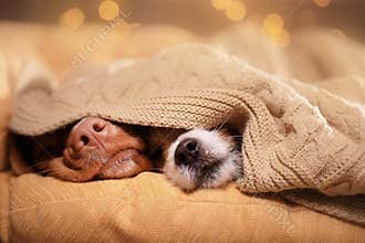 Dog Jack Russell Terrier and Dog Nova Scotia Duck Tolling Retriever .