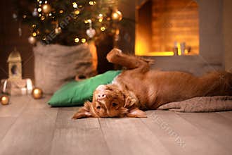 Happy New Year, Christmas, Dog Nova Scotia Duck Tolling Retriever, holidays and celebration