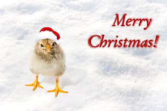 Little chicken in the red Santa hats. Merry Christmas, Happy New