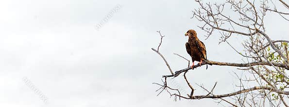 Bateleur Eagle in Tree - Horizontal Banner