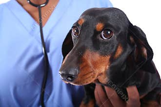 Vet and Dog