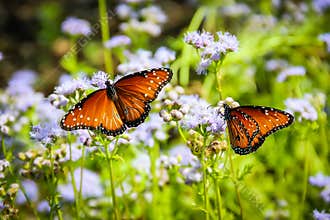 Monarch Butterflies on Purple Flowers
