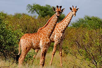 Giraffe