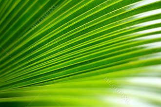Green palm leaf