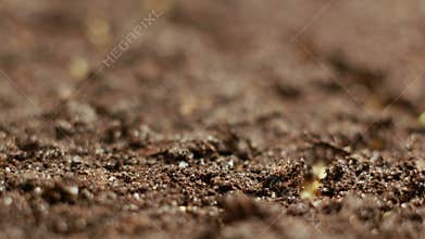 Growing Green Mustard Plants Agriculture Spring Timelapse