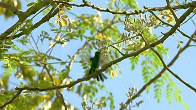 Emerald Hummingbird flies in the trees, near flowers