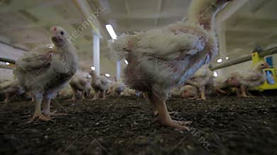 Chicken Farm poultry production