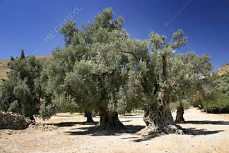 Olive Trees