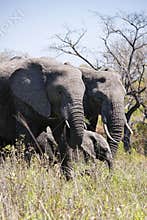 Elephant family in African bush.