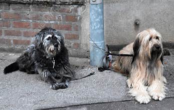 Two big dogs, tied to a lamp post, wait for their owners