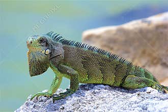 Iguana on the rocks