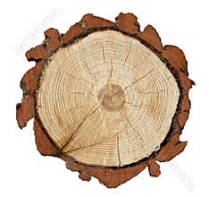 Cross-section of a tree trunk