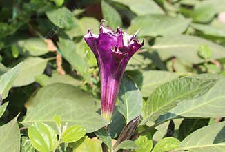 Datura balerina purple