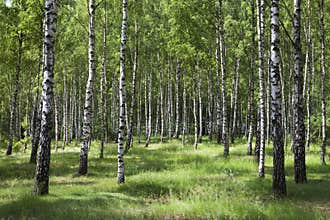 Birch forest