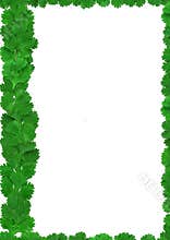 Cilantro frame on a white background