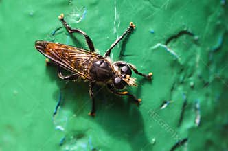 Big insect like wasp