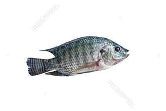 Nile tilapia , freshwater fish,asia