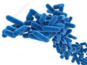 Bacteria