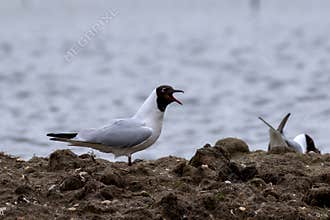 Black-headed gull, Chroicocephalus ridibundus, screamiing